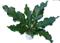 Plowmanii
